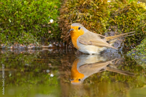 Rudzik (Erithacus rubecula)