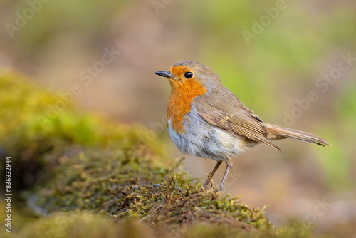 Rudzik (Erithacus rubecula)