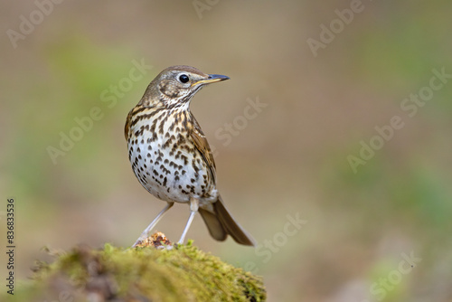 śpiewak (Turdus philomelos)