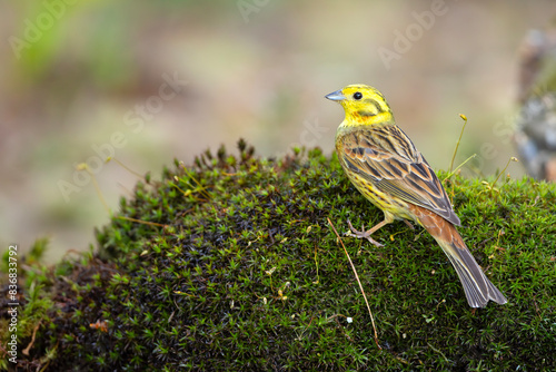 Trznadel (Emberiza citrinella)