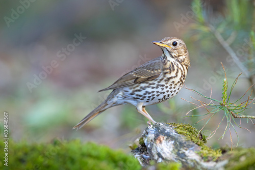 śpiewak (Turdus philomelos)