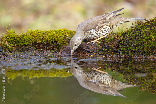 Paszkot (Turdus viscivorus)