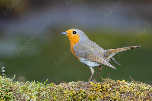 rudzik (Erithacus rubecula) 