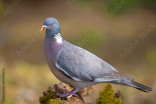 Grzywacz (Columba palumbus)