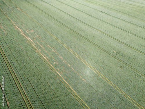 Krajobraz polskiej wsi, zielone pola, zielone rośliny, zborze.