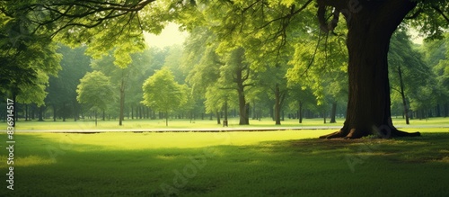Real photo of a stunning green park in summer with squirrels, perfect for use as a copy space image.