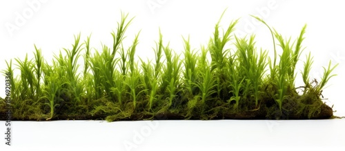Close-up view of Creeping Club Moss (Lycopodium clavatum Linn) against a white backdrop with ample copy space image.