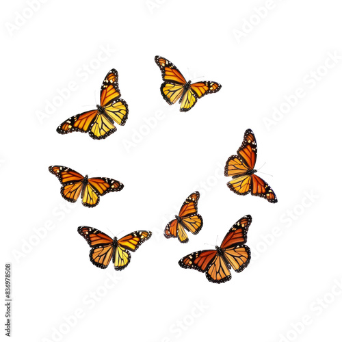 Six Monarch Butterflies In Flight, Their Vivid Orange Wings Contrasting Beautifully Against The White