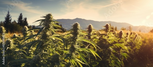 A cannabis plant close to being ready for harvesting; shows buds in full bloom on a farm with a scenic background and ample copy space image.