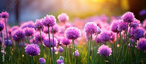 Landscape with purple chives flowers. Summer sunny day with sun and colorful nature background. Close up of chives (allium schoenoprasm) flowers in bloom. Flowering chives with green background.