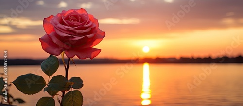 rose in sunset. Creative banner. Copyspace image