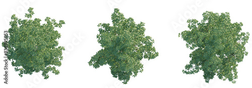 Michelia alba tree top view, tree plan 4k png cutout