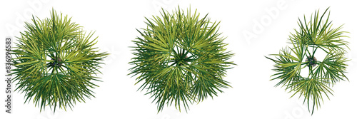 Sabal palmetto tree top view, tree plan 4k png cutout 