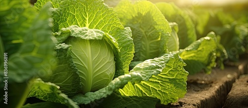 Cabbage organic vegetable garden without chemicals Cabbage leaves are tied into a head Close up Formation of cabbage leaves into a head. Creative banner. Copyspace image