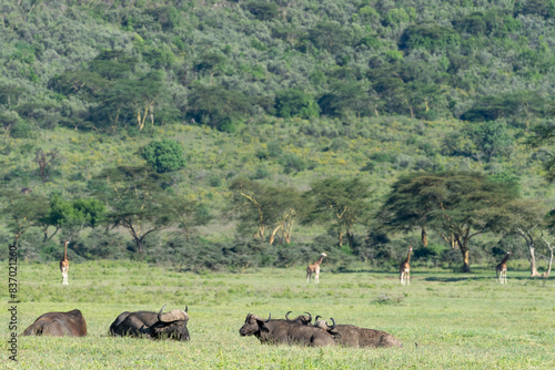 Nakuru national park, buffalo, Syncerus caffer