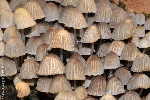 Groupe de champignons de jardin en gros plan