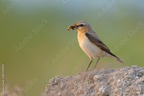 Białorzytka (Oenanthe oenanthe)