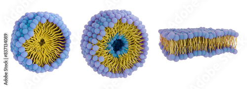 3d illustration of different phospholipid structures. Phospholipids have a hydrophilic head and hydrophobic tails. From left to right: micelle, liposome, lipid bilayer.