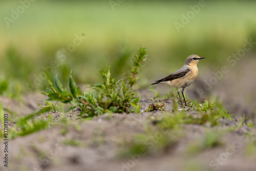 Steinschmätzer (Oenanthe oenanthe) in Berlin 