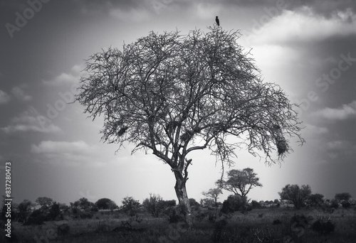 Hermoso paisaje minimalista en blanco y negro fine art de un arbol con pajaro negro y vegetacion africana durante un safari en el parque Tsavo este de Kenia en Africa