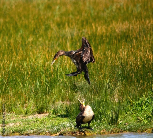 Cormoram atacando a pato