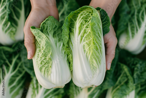 Close-up of hands holding Chinese cabbage, symbolizing the abundance and quality your orchard offers for future luxury Chinese cabbage creations, with a focus on the hands. Perfect for promoting