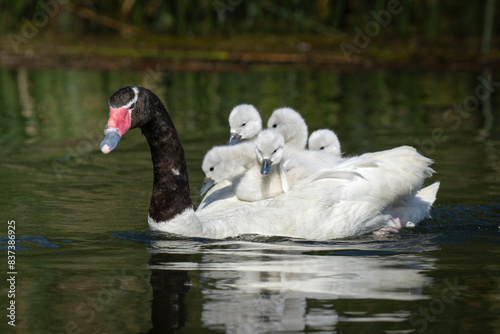 Familia cisne