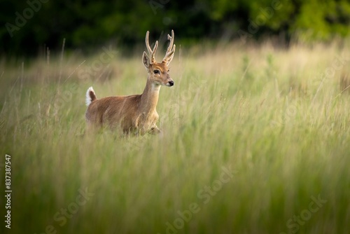 Venado de las pampas