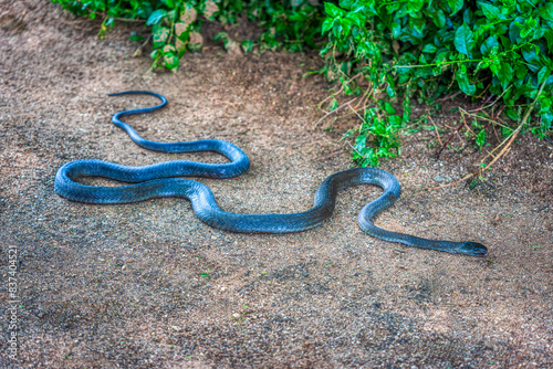 black mamba sliding in the sand bush in the background