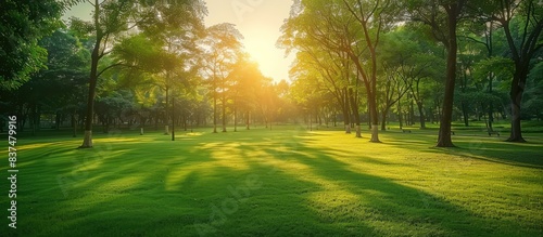 Beautiful blurred background of natural greenery in the park at sunrise or sunset.