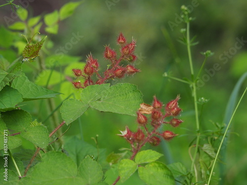 wild growing wineberries (Rubus phoenicolasius)