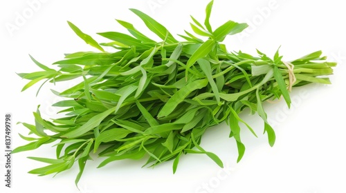 bunch of fresh tarragon isolated on white background. clean fresh vegetables concept for deisgner