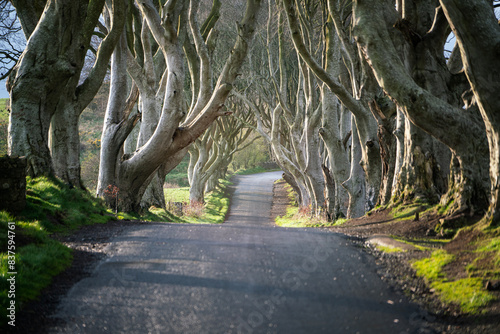 A road runs through the Dark Hedges tree tunnel at sunrise in Northern Ireland.