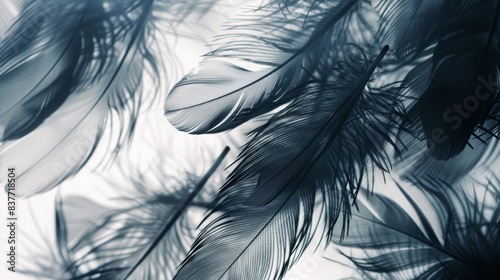 Abstract close-up of delicate black and white feathers floating softly, creating a dreamy and ethereal visual effect.
