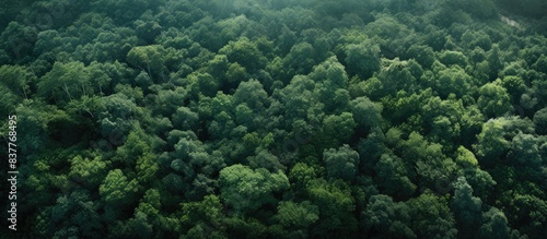A view from above showcasing a lush, dark green forest with dense canopies of trees in the summer, perfect for a copy space image.
