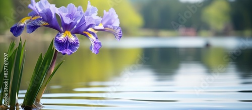 In spring and early summer, a Siberian flag (Iris sibirica) with blue-violet blossoms blooms by a garden pond, offering a copy space image with selected focus and narrow depth of field.