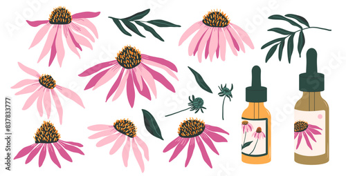 Coneflower purple with leaves and essential oil set isolated on white background. Aurvedic plants. Echinacea Purpurea wild flowers collection. Vector hand drawn flat illustration.