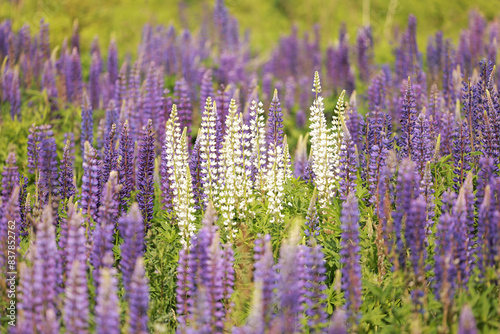 Beautiful flowers in summer. Wild meadow lupin . Low depth of field.