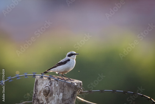 On a sunny summer evening, a male northern wheatear sits on a wooden stick with a green-grey background with copyspace.