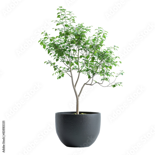 Leafy tree in minimalist black pot. Contemporary design and decoration idea, isolated on transparent background. png format