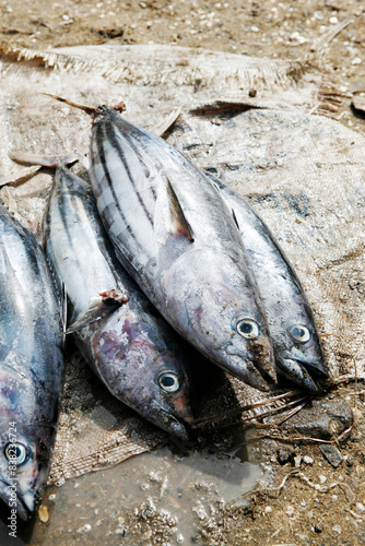 Thunfisch, Fischfang, Westafrika, Markt, Fischmarkt, 