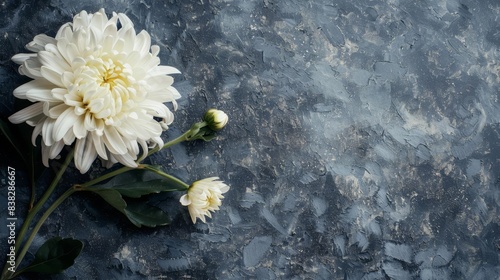 somber mourning background with white chrysanthemum flower and copy space elegant funeral floral arrangement condolence concept