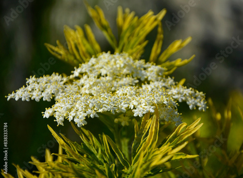 Bez czarny, dziki bez czarny (Sambucus nigra), czarny bez odmiana Golden Tower, variety Golden Tower, elder, elderberry, black elder, European elder, European elderberry, European black elderberry