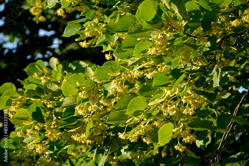 kwitnąca lipa, kwiaty lipy, blooming linden tree, linden flowers, Tilia