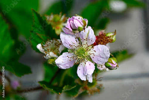 kwiat jeżyny, kwitnąca jeżyna, blackberry flower, blooming blackberry, Rubus 