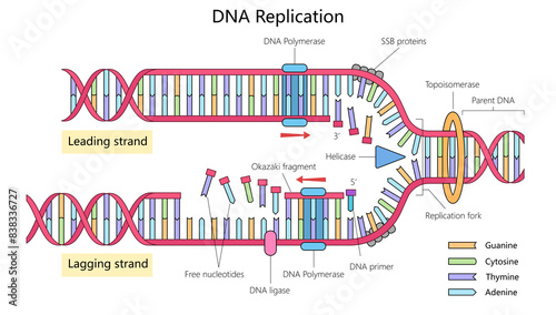 DNA replication showing leading and lagging strands, enzymes like DNA polymerase, helicase, and the replication fork diagram hand drawn schematic raster illustration. Medical science illustration