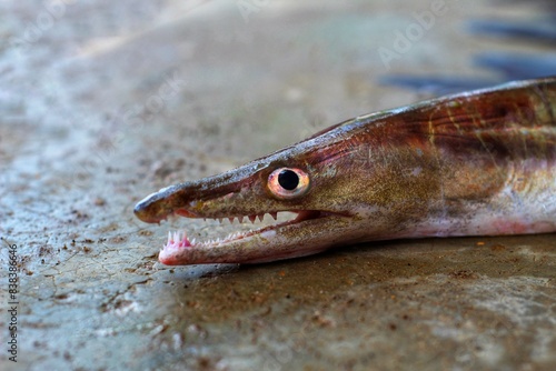 marine eel fish in nice blur background HD