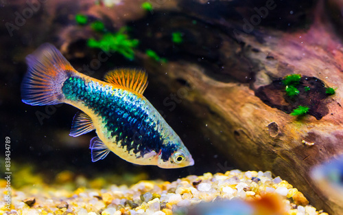 neon platy Poecilia with red fins. Blue Platy Fish. Xiphophorus maculatus