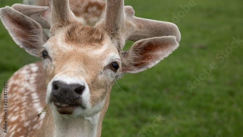 Muzzle of a young sika deer close up