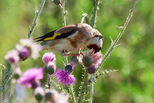 European goldfinch bird eating seeds (Carduelis carduelis)